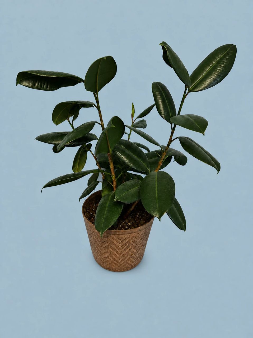 Rubber Plant by Living collection