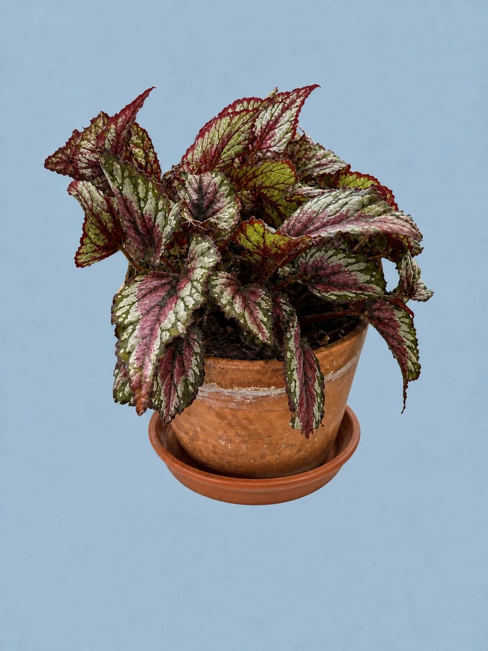 Begonia by Living collection