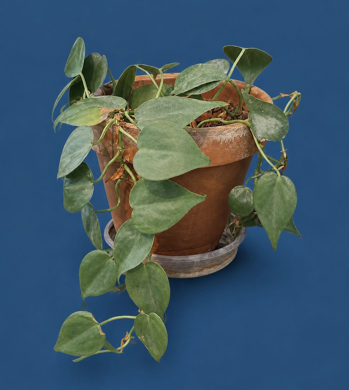 Trailing Heartleaf Houseplant by Plant species and pot maker unrecorded