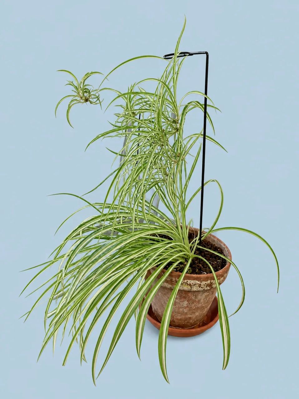 Spider Plant by Living collection