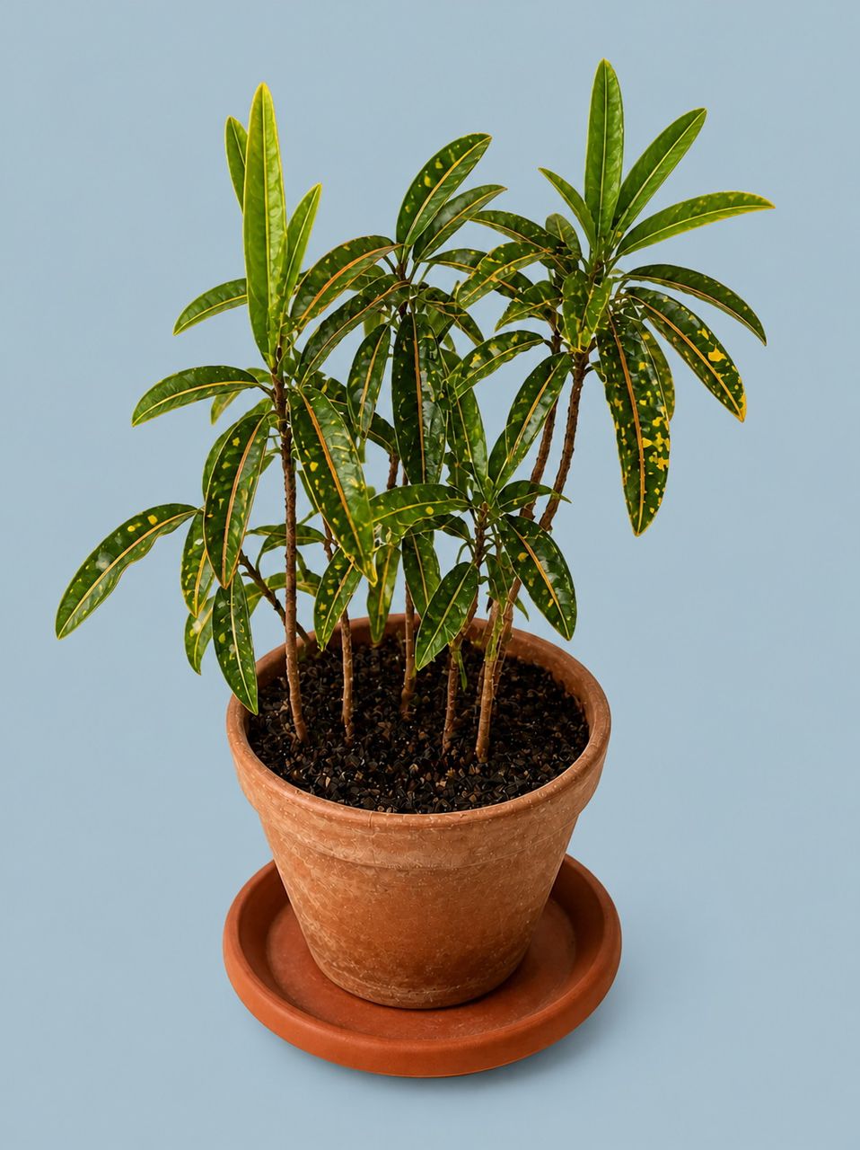Variegated Croton by Living collection